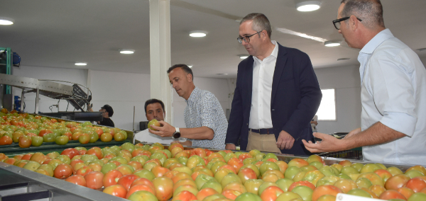La cooperativa agrícola Parque Norte a pleno rendimiento con la campaña del tomate de Los Palacios y Villafranca que presenta un mayor volumen de prod